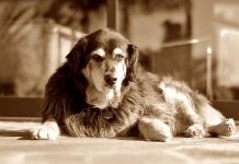 Semne ca patrupedul tau a imbatranit