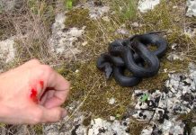 Efectele muscaturii de sarpe veninos