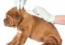 Microciparea cainilor cu stapan a devenit obligatorie
