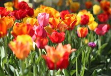 220 Mesaje De Florii