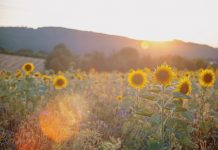 242 Mesaje Despre Succes