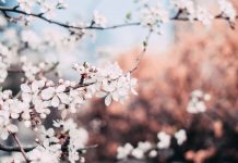 79 Citate Despre Primavara Inspirationale Si Motivationale