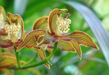 50 de flori rare si cele mai frumoase din lume de stiut