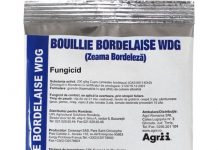 Insecticide și fungicide: soluții pentru plante sănătoase