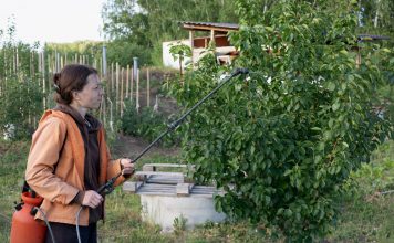 Cum să aplici corect tratamentele fitosanitare cu pompa de stropit